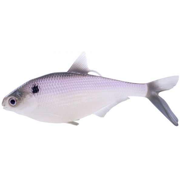 Coalition Bait Co. BAMF Shad Swimbait - 5.25in - Purple Shad