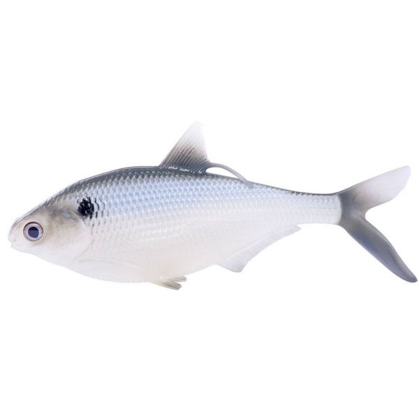 Coalition Bait Co. BAMF Shad Swimbait - 5.25in - Silver Shad