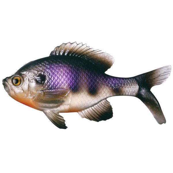 Coalition Bait Co. Gill Swimbait - Natural Dark Bluegill