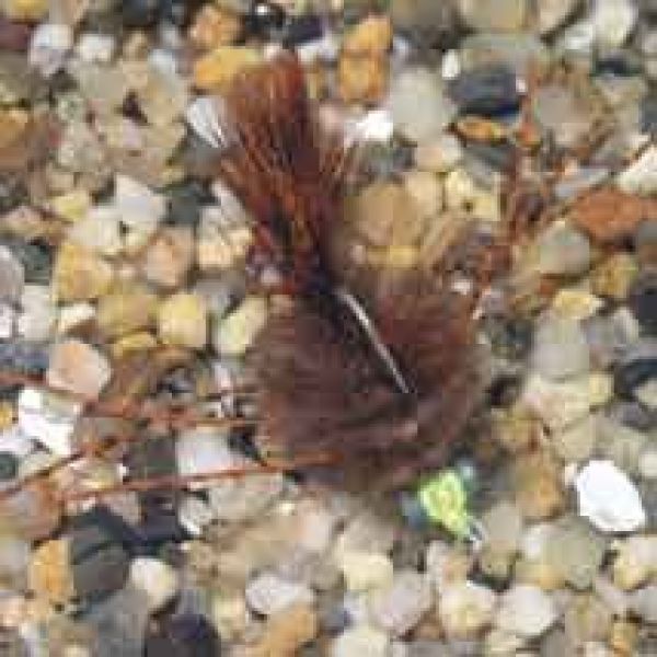 Enrico Puglisi EP Crab Brown Saltwater Fly