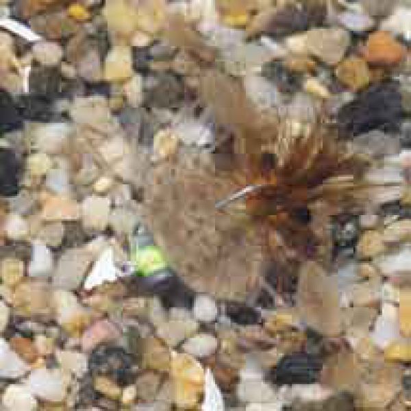 Enrico Puglisi Palometa Crab Tan Saltwater Fly