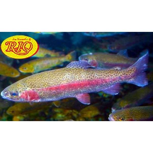 Rio 246 Powerflex Trout Leader 2X / 10lb