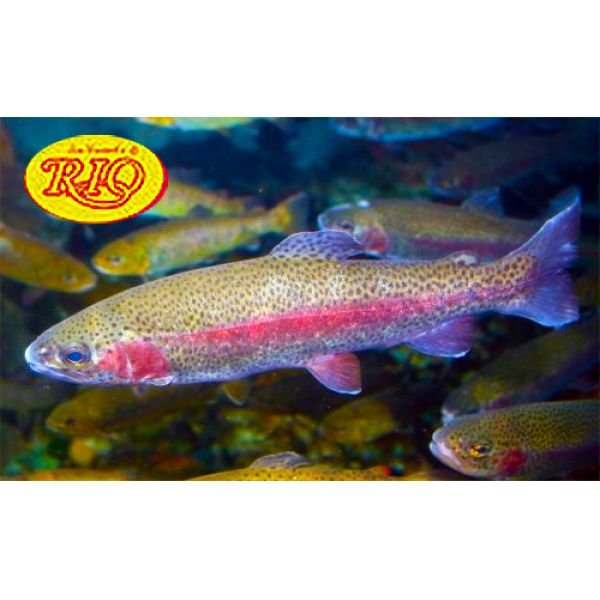 Rio Powerflex Trout Leader